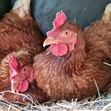 Entry image for Super Model Chickens