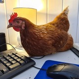 Entry image for Working From Home Chicken