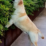 Entry image for Simba