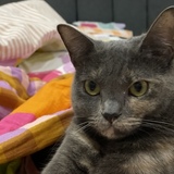 Entry image for Audrey