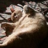 Entry image for Timon