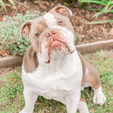 Entry image for Riggs