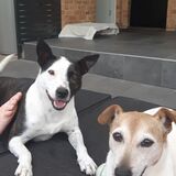 Entry image for Shay & Chief