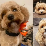 Entry image for Yassi