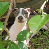 Entry image for Indigo