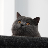 Entry image for Dodo