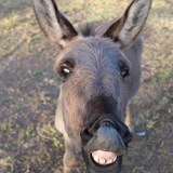 Entry image for Donny