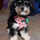 Entry image for Lily