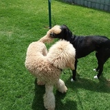 Entry image for Campbell