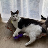 Entry image for BeeBee 