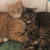 Entry image for Cairo & Venice