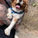 Entry image for Scout 