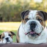 Entry image for Hank and his son Alfie.