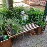 Entry image for Lola the Beagle