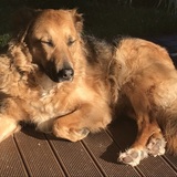 Entry image for Buddy