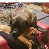 Entry image for Buddy and Lincoln 