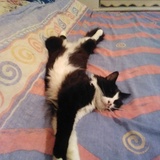 Entry image for Caruso