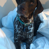 Entry image for Daisy