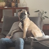 Entry image for Leonardo (Leo)