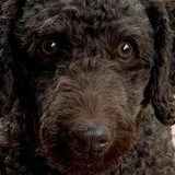 Entry image for Finnegan Begin Again 