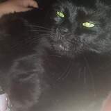 Entry image for Peppy