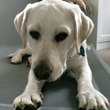 Entry image for Ellie