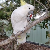 Entry image for Dianna