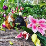 Entry image for Felix and Diego 