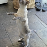 Entry image for Daisy