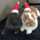 Entry image for Grey and Candy 