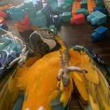 Entry image for Harley 