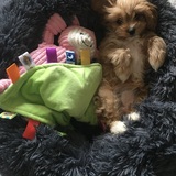 Entry image for Marlie