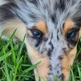 Entry image for Ziggy