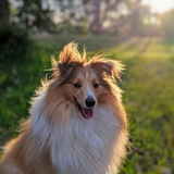 Entry image for Albus