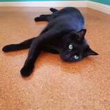 Entry image for Charlie