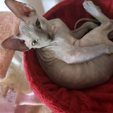 Entry image for Onxy 