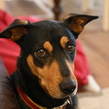 Entry image for FUDGE