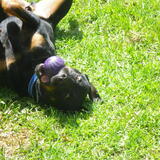 Entry image for Duke