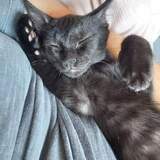 Entry image for Vader