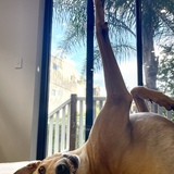 Entry image for Bulli