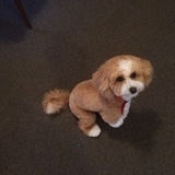 Entry image for Ollie