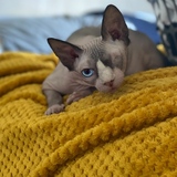 Entry image for Zombie