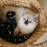 Entry image for Gracie