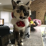 Entry image for Mishka 