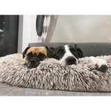 Entry image for Bella and Angel