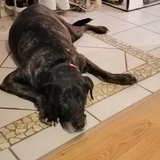 Entry image for Tanzi