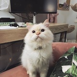 Entry image for Kell