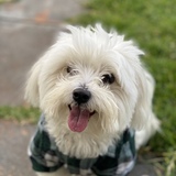 Entry image for Suki