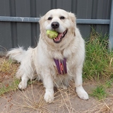 Entry image for Momo