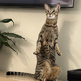 Entry image for Khufu